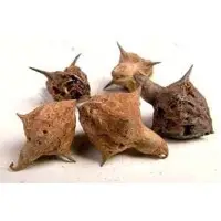 Pedalium Murex