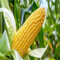 Maize