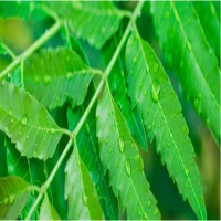 Neem