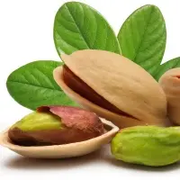 Pistachio