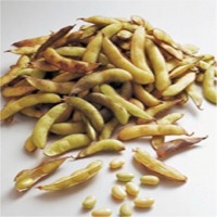 Soybean