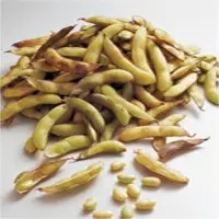 Soybean
