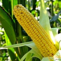 Corn