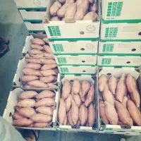 Sweet Potato