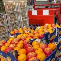 Egyptian Fresh Orange Premium