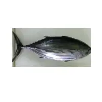 Skipjack Tuna Fish