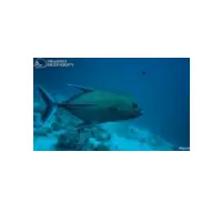 Black Jack Fish