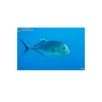 Giant Trevally Fish