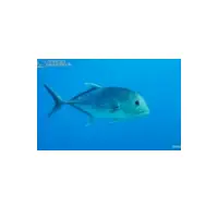 Giant Trevally Fish