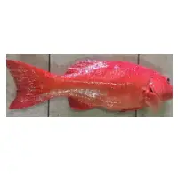 Coral Hind Fish