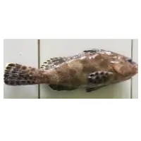 Brown-marbled Grouper Fish