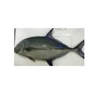 Bluefin Trevally Fish
