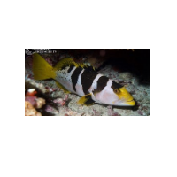 Blacksaddled Coral Grouper Fish