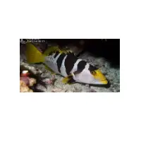 Blacksaddled Coral Grouper Fish