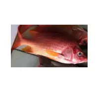 Sargocentron Spiniferum Fish