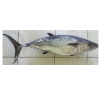 Dogtooth Tuna Fish