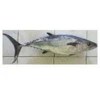 Dogtooth Tuna Fish