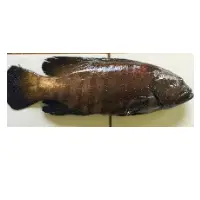 Peacock Hind Fish