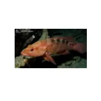 Sixblotch Hind Fish