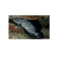 Foursaddle Grouper Fish