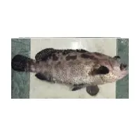 Foursaddle Grouper Fish
