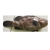 Camouflage Grouper Fish