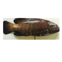 Peacock Hind Fish