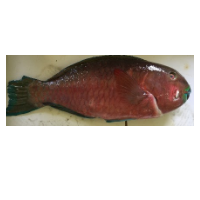 Parrot Fish