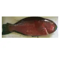 Parrot Fish