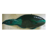 Parrot Fish