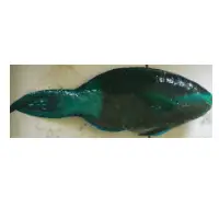 Parrot Fish