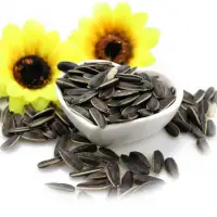 Kartam Best Sunflower Seeds