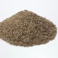 Caraway