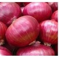 Sudanese Fresh Red Onion
