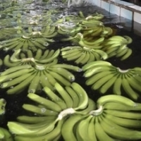 Cavendish banana