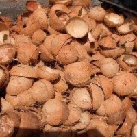 Coconut Shell