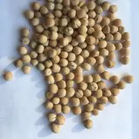 Yellow Pea