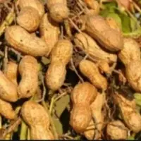Sudanese Peanut
