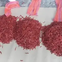 S17 Chili "Chile de Arbol"