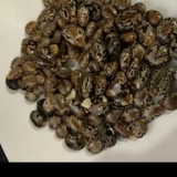 Indian Brown Castor Seed