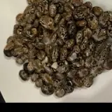 Indian Brown Castor Seed
