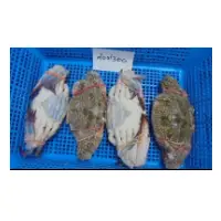Blue Swimming Crab