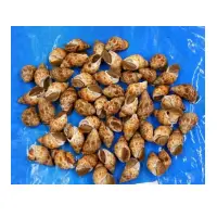 Top Shell / Baigai