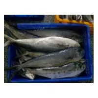 Mahi Mahi Whole Fish