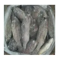 Tilapia Whole