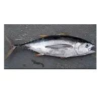 Yellowfin Tuna Fish