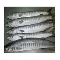 Barracuda Fish