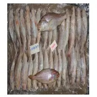 Yellow Croaker Fish