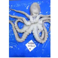 Octopus Whole