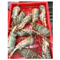 Raw Lobster Green